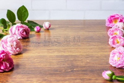 情人节,野玫瑰,粉色,化妆舞会服,狗,野玫瑰木炭窑,格兰迪伯瑞尔,野玫瑰果,美,水平画幅