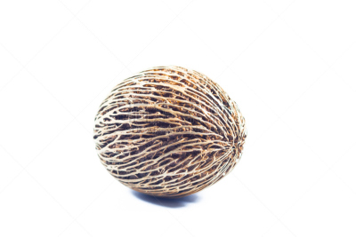 种子,分离着色,白色背景,欧洲赤松,自然,褐色,水平画幅,水果,根部,无人