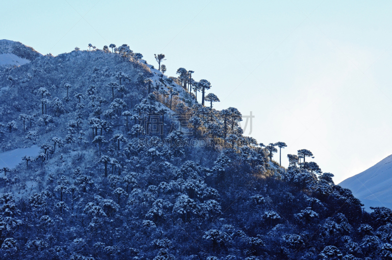 水平画幅,地形,雪,无人,户外,国际著名景点,巴塔哥尼亚安第斯山脉,植物,山,松科