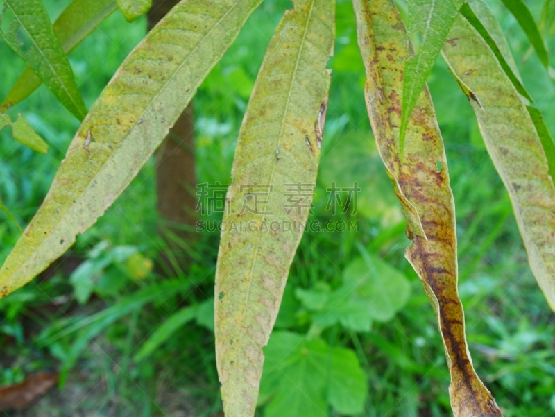 叶子,蚜虫,绿色,特写,农业,蔬菜,清新,比例,棉,泰国