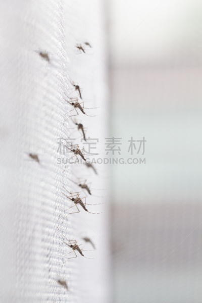 蚊子,埃及伊蚊,关闭的,高处,垂直画幅,选择对焦,科学,登革热,特写