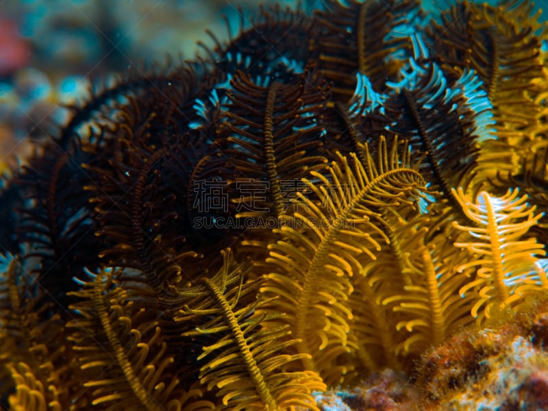 星星,水,水肺潜水,水下,尼科巴鸠,野外动物,feather star,山脊,礁石,热带气候