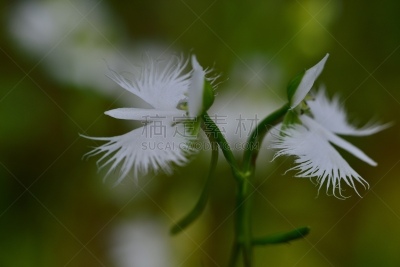 大白鹭,仅一朵花,孔雀兰,陆生兰花,世田谷区,白鹭,兰花,水平画幅,无人,日本