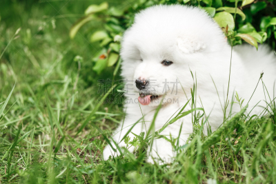 莱卡犬,萨摩耶犬,自然,小狗,水平画幅,进行中,夏天,套装,户外,草