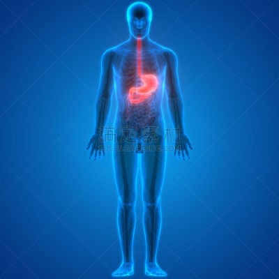 人类消化系统,肛门,食管,胆囊,绘画插图,科学,生物学,痛苦,成年的
