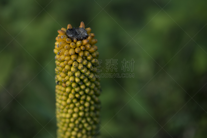 种子,恶魔,欧洲赤松,热带气候,树荫,白星海芋植物,色彩鲜艳,马蹄莲,春天,伞