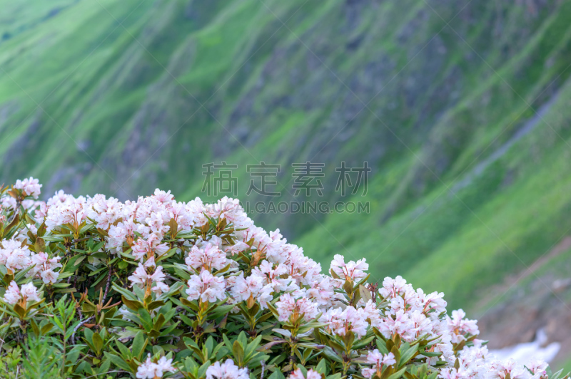 山,杜鹃花属,自然,草地,水平画幅,岩石,雪,无人,蓝色,夏天