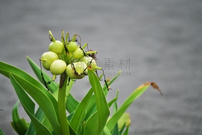 水平画幅,绿色,沙子,无人,日本,浆果,茅奇海滩,夏天,户外,茅崎