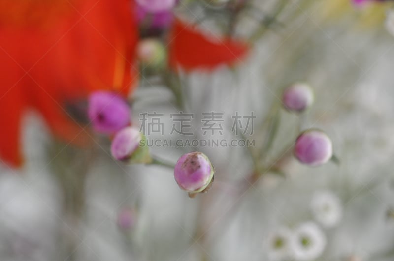 仅一朵花,脆弱,紫色,佩塔提克瓦,自然,水平画幅,无人,植物,冬天,2015年