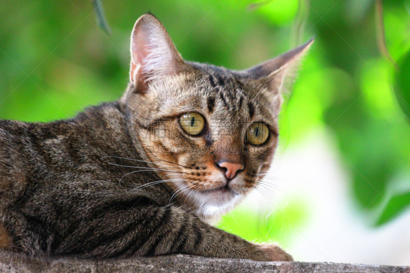 野生猫科动物,彭巴斯猫,小斑点香猫,虎猫,黑足猫,亚洲金毛猫,棘头虫属,美洲山猫,jungle cat,沙猫