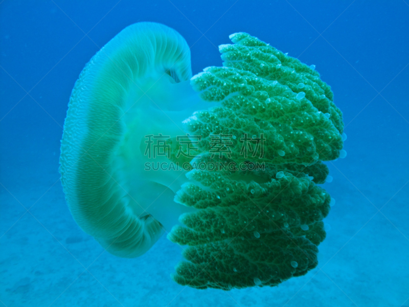 大堡礁,澳大利亚,生物发光,珊瑚海,凯恩斯,水母,休闲活动,水平画幅,水肺潜水,水下