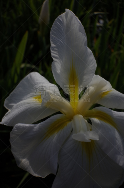 仅一朵花,白色,日本鸢尾,黄色,垂直画幅,选择对焦,美,公园,无人,江户时代