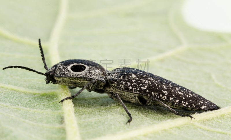 click beetle,英寸,特写,退化单眼,无脊椎动物,人造的,圆形,水平画幅,巨大的,斑点