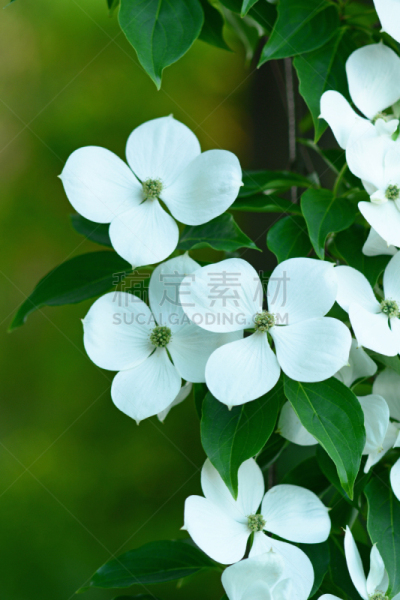 开花的山茱萸,垂直画幅,六月,无人,园艺,夏天,户外,特写,箭木,白色