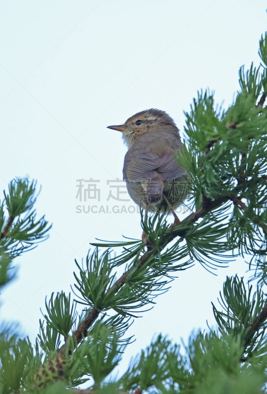 鸣鸟,挑染,黄色,亚洲,自然,北戴河区,河北省,垂直画幅,野生动物,图像