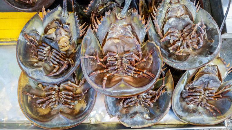 马蹄型蟹,待售,自然,饮食,水平画幅,圆顶建筑,墨鱼,海产,泰国,市场