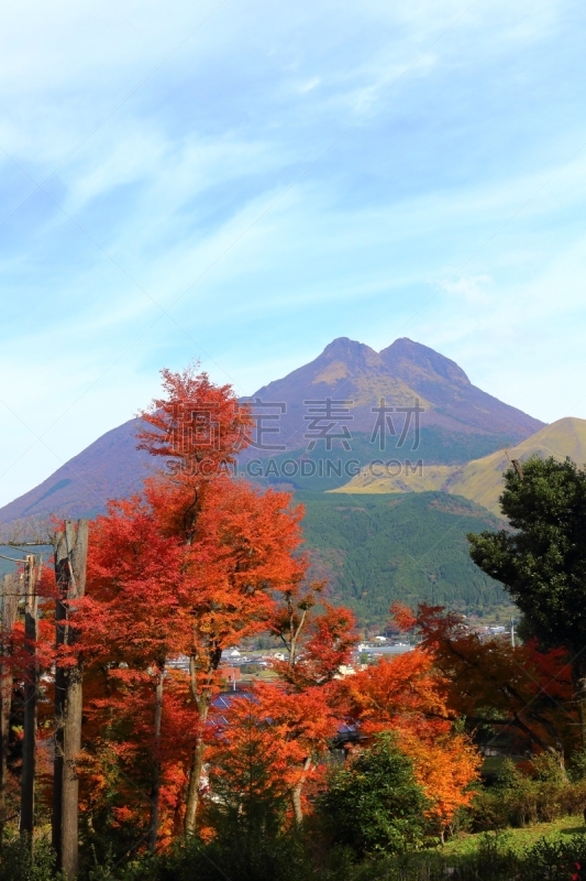 汤布院,秋天,叶子,凫山,由布市,大分县,鸡爪枫,枫叶,垂直画幅,无人