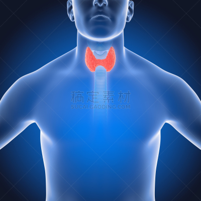 甲状腺,三维图形,人,甲亢,甲状腺机能减退,Goiter,喉,男性形象,内分泌系统