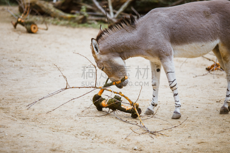 驴子,灰色,动物园,白色条纹乐队,野生植物,气候,水平画幅,无人,食草动物,索马里