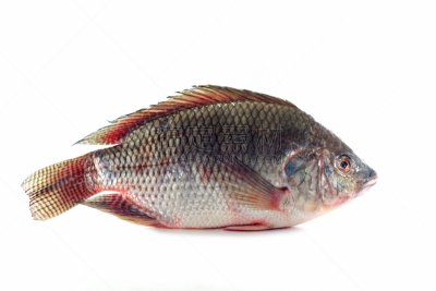 鱼类,罗非鱼,尼罗河,水,水平画幅,海产,户外,特写,淡水,动物鳍