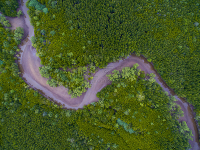 红树林,干的,在上面,风景,绿色,河床,水,水平画幅,无人,沼泽