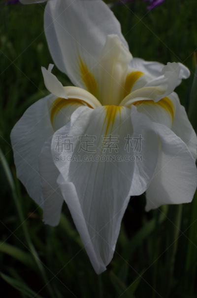 仅一朵花,白色,日本鸢尾,黄色,垂直画幅,选择对焦,美,公园