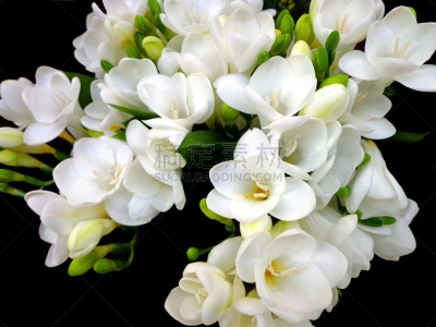小苍兰,春天,白色,芳香的,花束,背景,黑色,清新,背景分离,浪漫