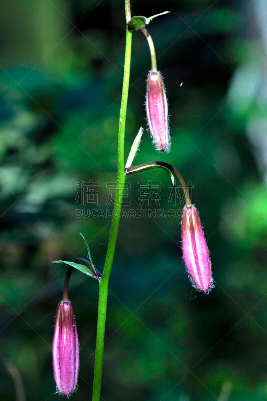 百合花,花蕾,森林,狭窄的,前景聚焦,居住区,垂直画幅,美,褐色,野外动物