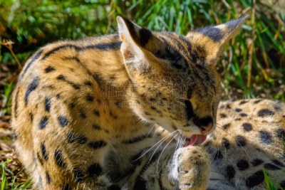 jungle cat,南美洲虎猫,动物舌头,野生猫科动物,动物嘴,水平画幅,爪子,动物身体部位,热带雨林,野外动物