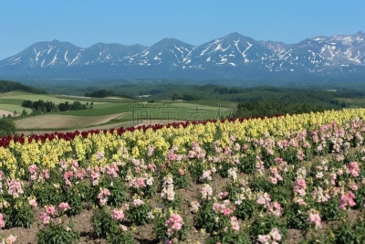 风景,日本,北海道,富良野,旅行者,夏天,清新,花头,旅游目的地,绿色