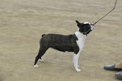 梗犬,动物保护,可爱的,遛狗师,纯种犬,宠物项圈,犬恶丝虫,受过训练的狗,狗