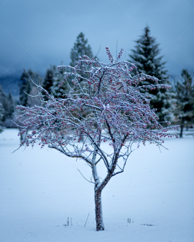 冬天,雪,小的,浆果,田地,宁静,白色,自然,爱达荷,垂直画幅