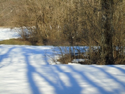 雪,森林,寒冷,城市生活,环境,霜,天气,云杉,自然美,杉树