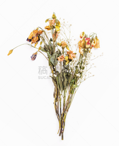 干的,仅一朵花,枯萎的,雌蕊,垂直画幅,美,古老的,草,花束,白色
