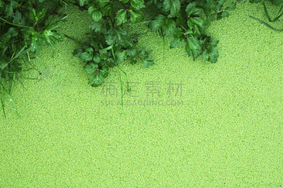 泥,童年,湿,纹理效果,热带气候,环境,马莱区,海浪,枝繁叶茂,池塘