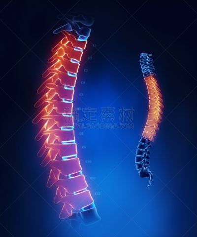 胸部,脊柱,大特写,蓝色,人体结构,胸椎,椎间盘,脊骨神经科矫正,胸卡,脊椎