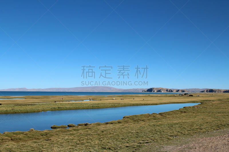 平原,自然美,纳木错,水,牦牛,水平画幅,户外,湖,草,白色