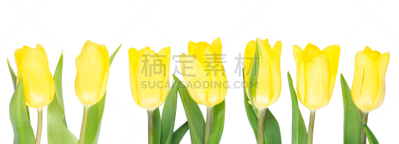 郁金香,黄色,姿态优美,白色背景,数字7,黄疸病,美,水平画幅,符号,夏天
