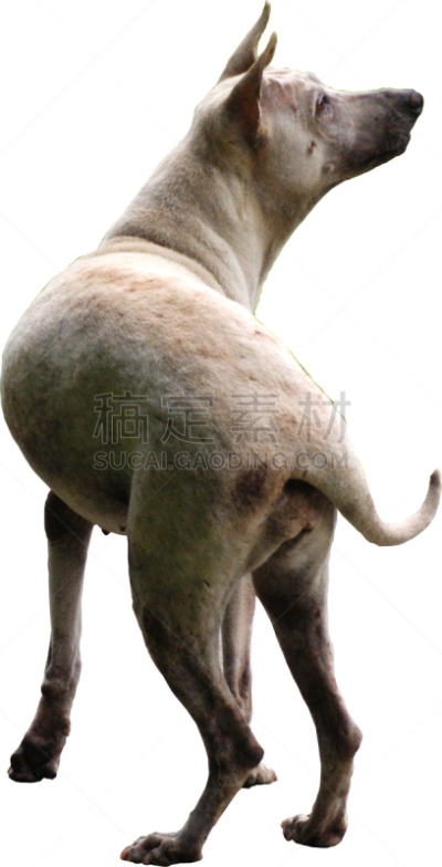 狗,孤儿,垂直画幅,空的,猎犬,犬科的,抓,摄影