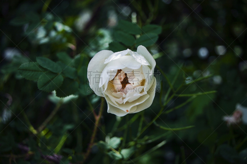 特写,绿色背景,白色,暗色,一个物体,水平画幅,无人,夏天,植物,植物学