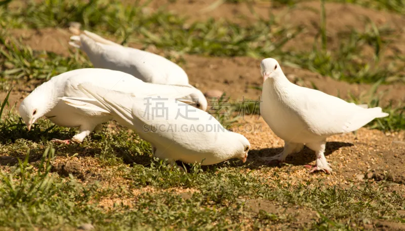 白色 草 绿色 夏天 斑鸠 羽量级选手 帕克城 音乐剧 哈萨克斯坦 白色背景图片素材下载 稿定素材