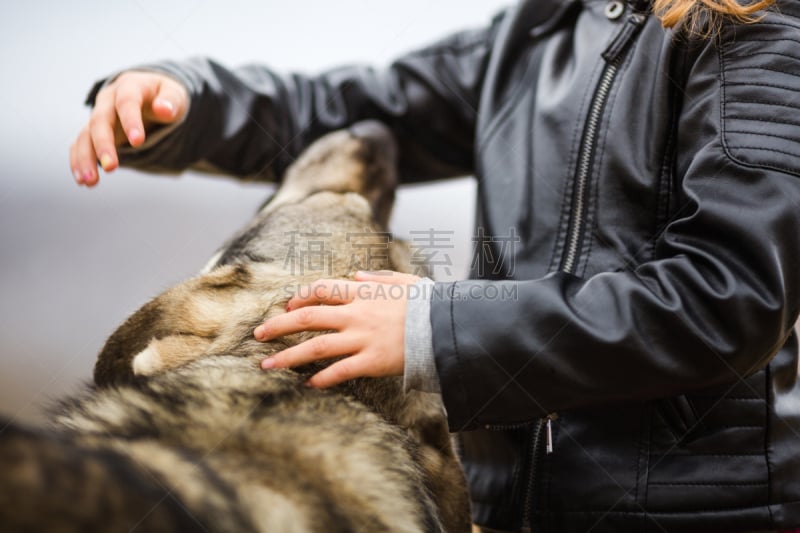 皮茄克,狗,特写,短马鞭,进行中,布阿柴尔艾提莫峰,女孩,纯种犬,纯净,仅一个女孩