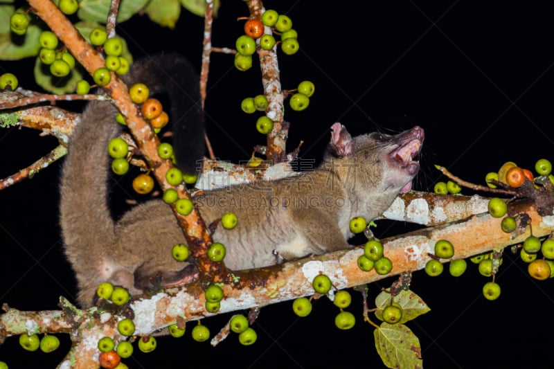 麝猫,动物,灵猫,海岛猫鼬,食肉目,褐色,气候,水平画幅,夜晚,野外动物