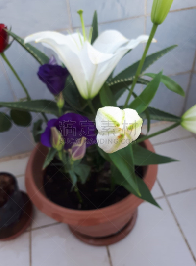 生物学,枝繁叶茂,芳香疗法,有蔓植物,重瓣花,木樨科,植物,巴西,户外,园艺
