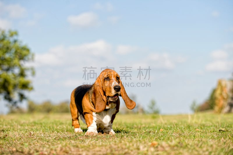 矮脚猎犬,西罗普,身材矮小,可爱的,纯种犬,好奇心,英国,狗,草,自然美