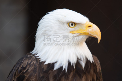 人,法国,一个人,金雕,动物头,图像,水平画幅,食肉鸟,鹰,动物身体部位