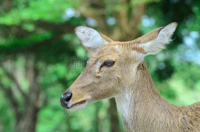 brow-antlered deer,接力赛,轴鹿,自然,机敏,褐色,野生动物,水平画幅,户外,草