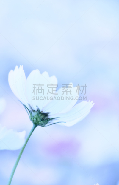 仅一朵花,自然美,背景,春白菊花,菊花,垂直画幅,选择对焦,留白,复活节,夏天