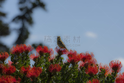 金丝雀,野生动物,普罗梯亚木,雄性动物,南非国家板球队,长尾船,动物,鸟类,珠针,植物
