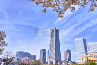 樱桃树,摩天大楼,建筑外部,横滨地标大厦,横滨高速铁路,吉野樱花,横滨,四季,水平画幅,樱花